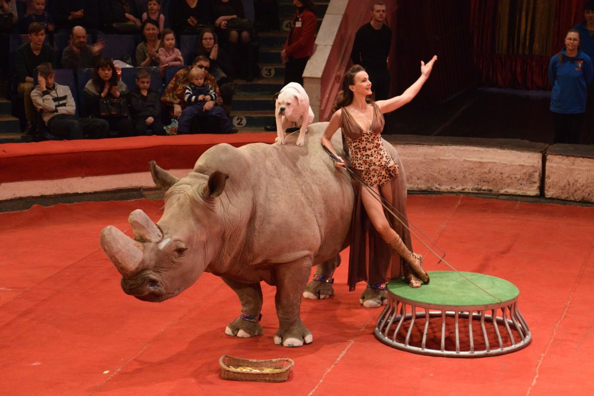 Брянский цирк гиганты Африки