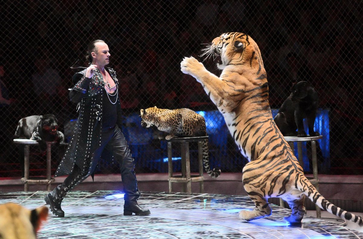 Цирк Гии Эрадзе тигры