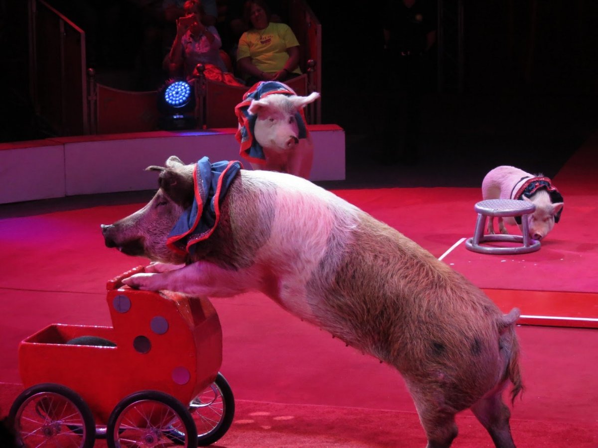 Домашние животные в цирке