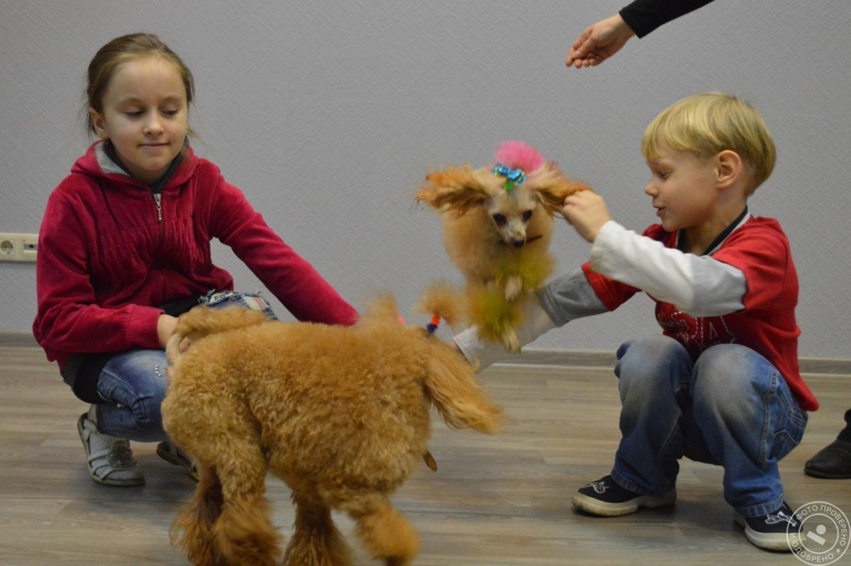 Фотоконкурс дрессировка домашних животных