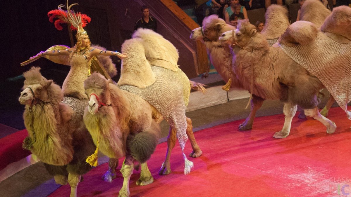 Верблюд в цирке