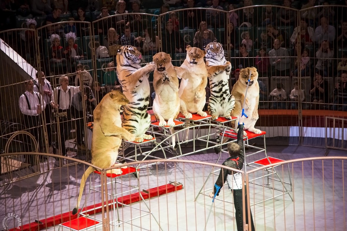 Империя львиц Виталий Смолянец цирк