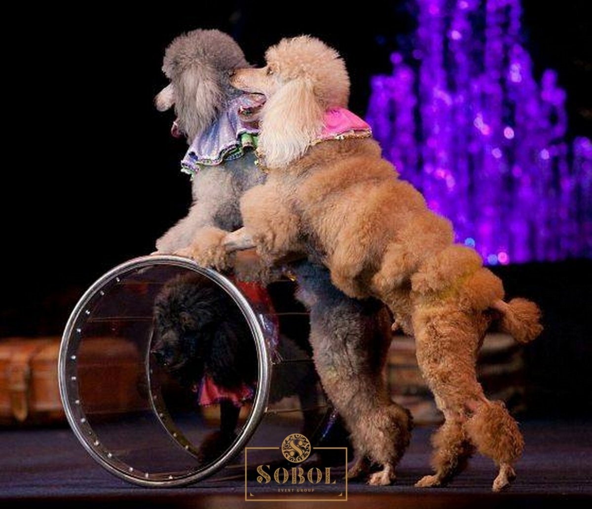 Дрессированные собаки в цирке