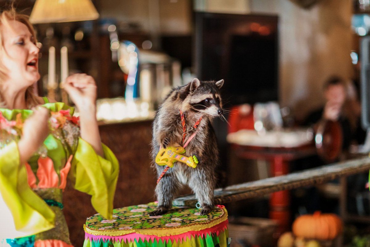 Шоу с животными на детский праздник