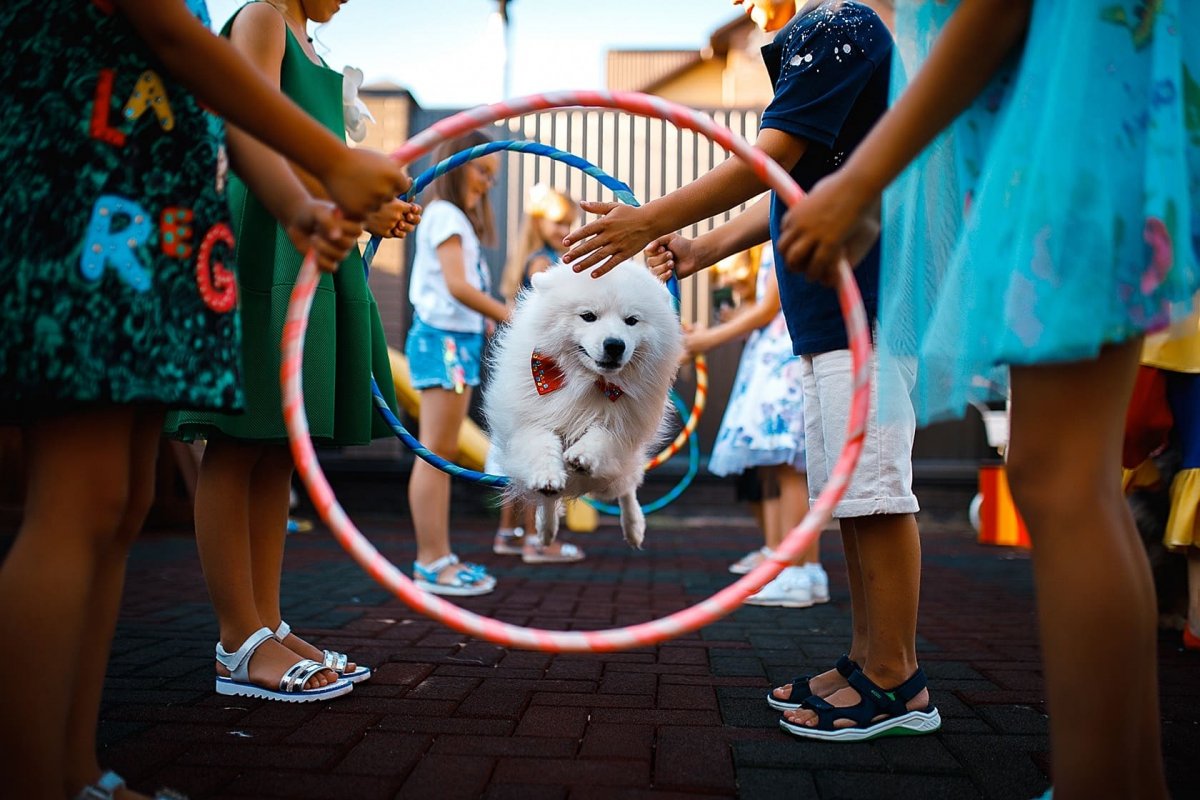 Дрессированные собачки