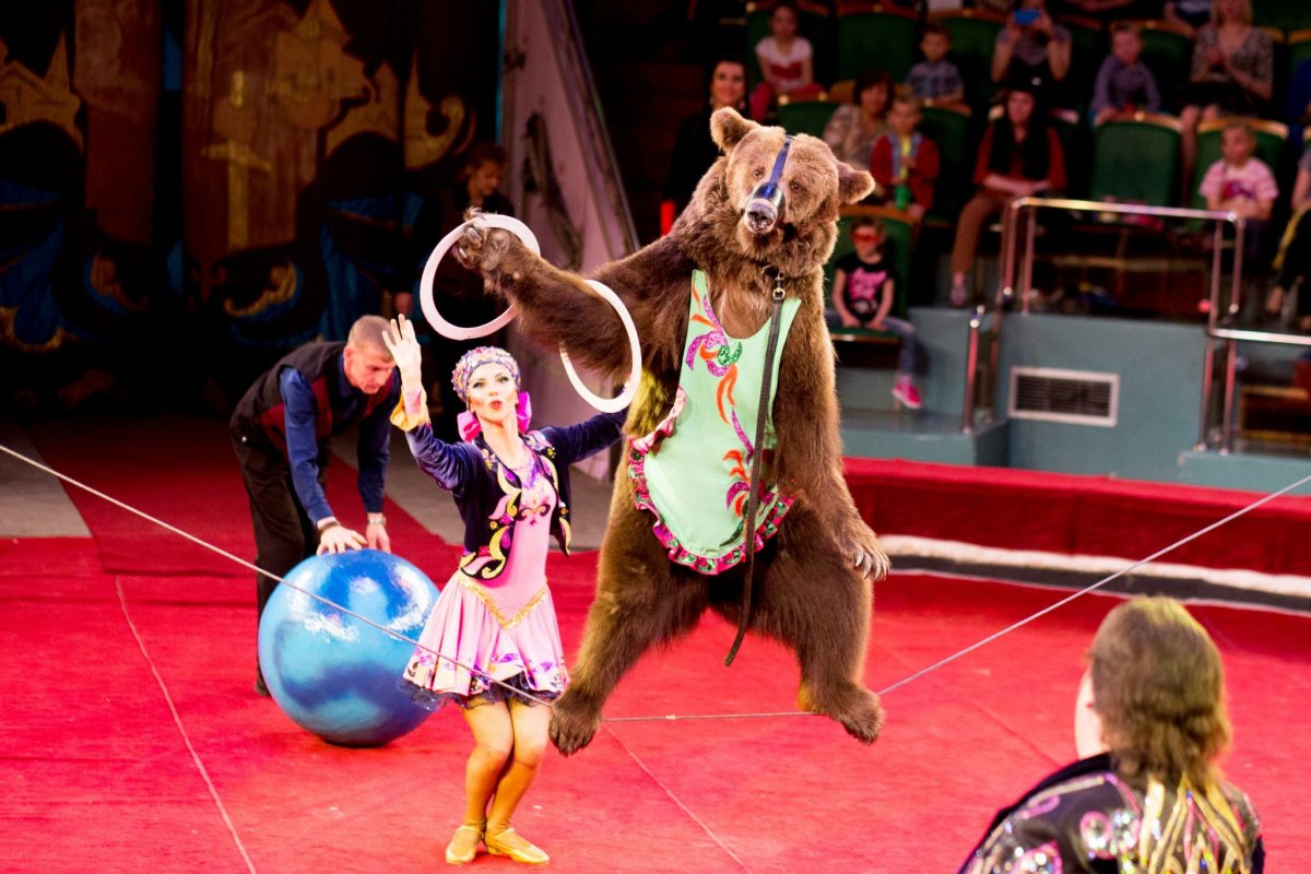 Юлия Филатова дрессировщица