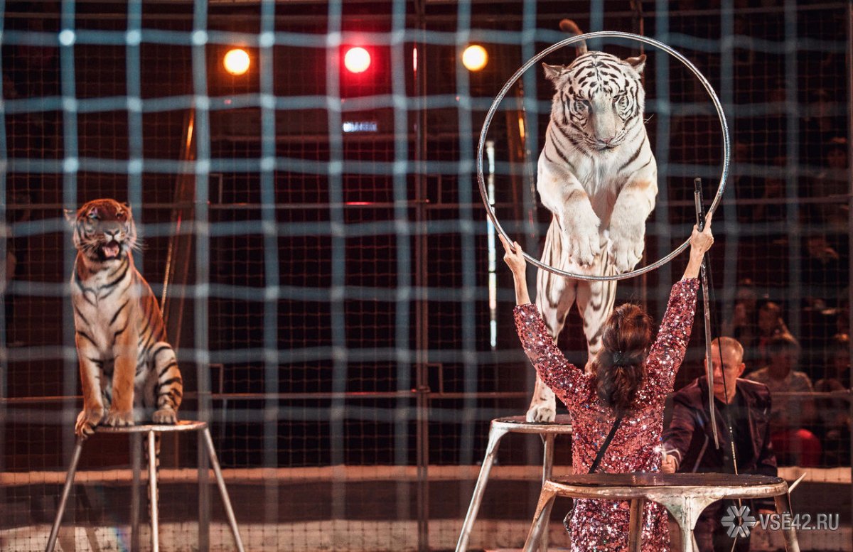 Цирковое искусство