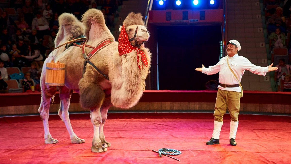 Фотосессия верблюда в цирке
