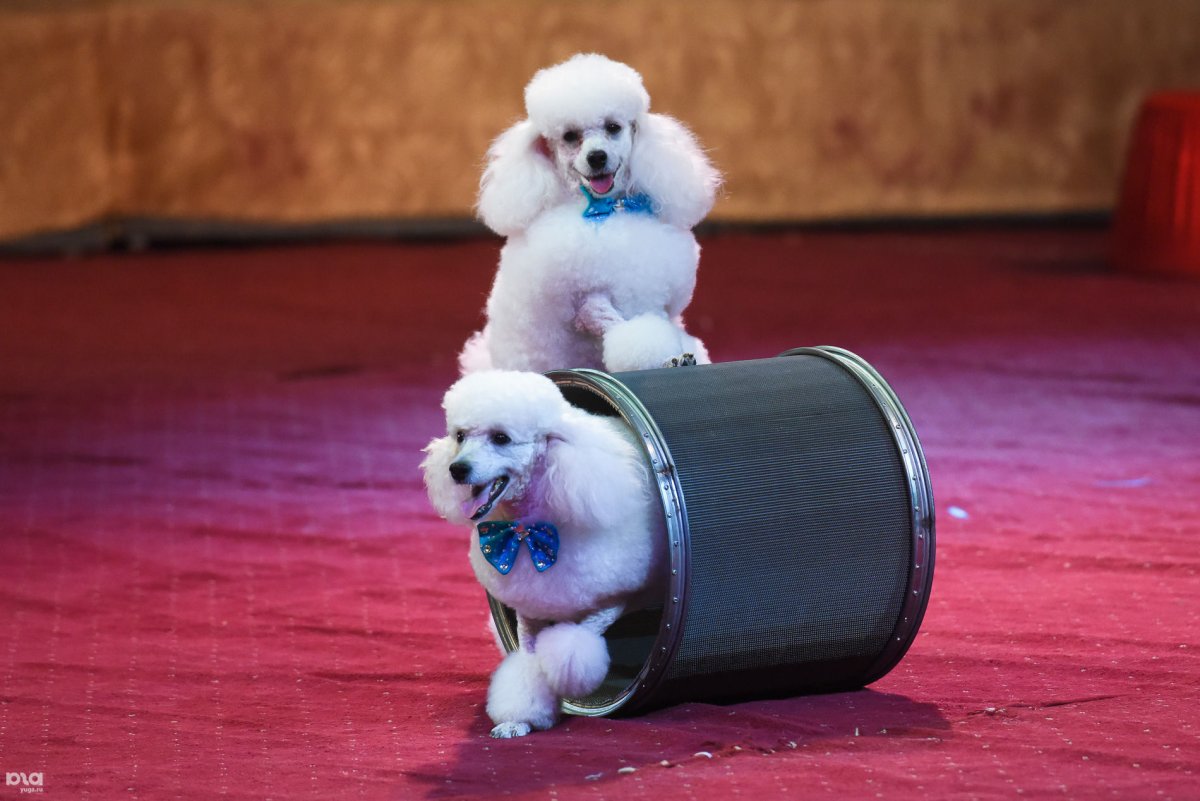 В цирковом представлении участвовали 3 собачки