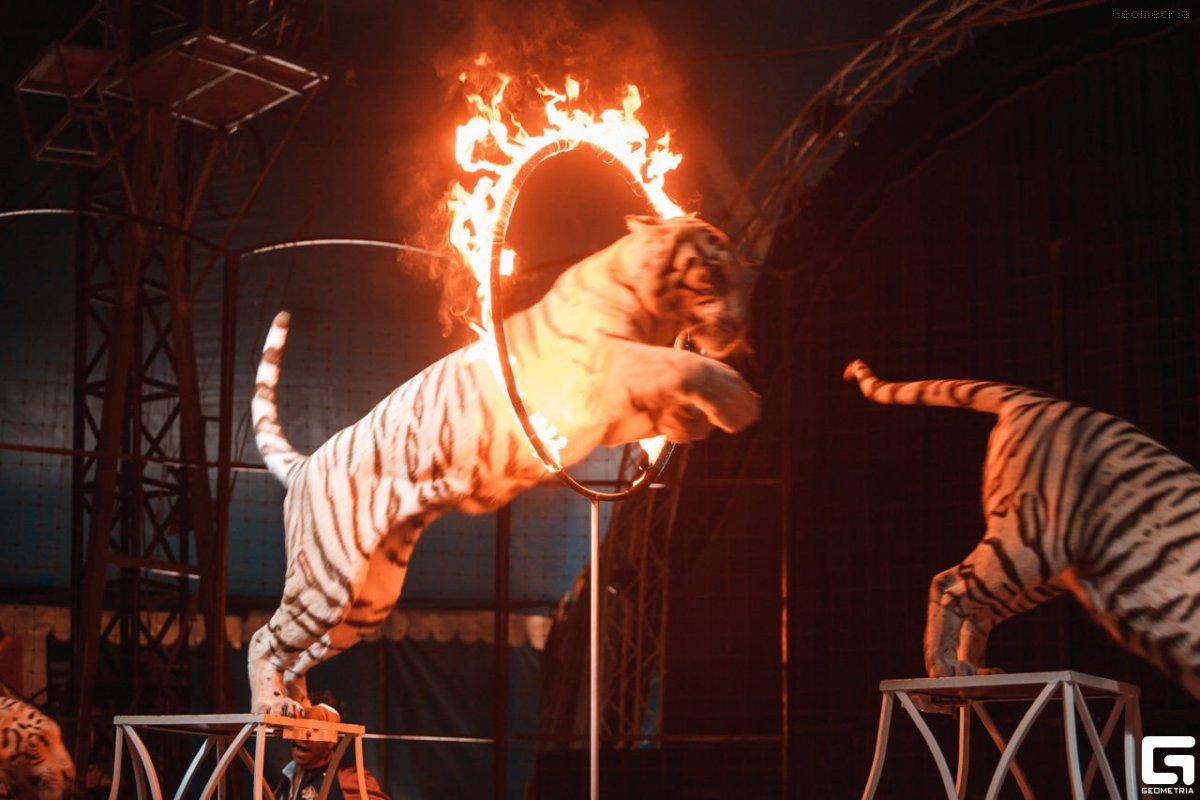 Цирковые дрессировщики