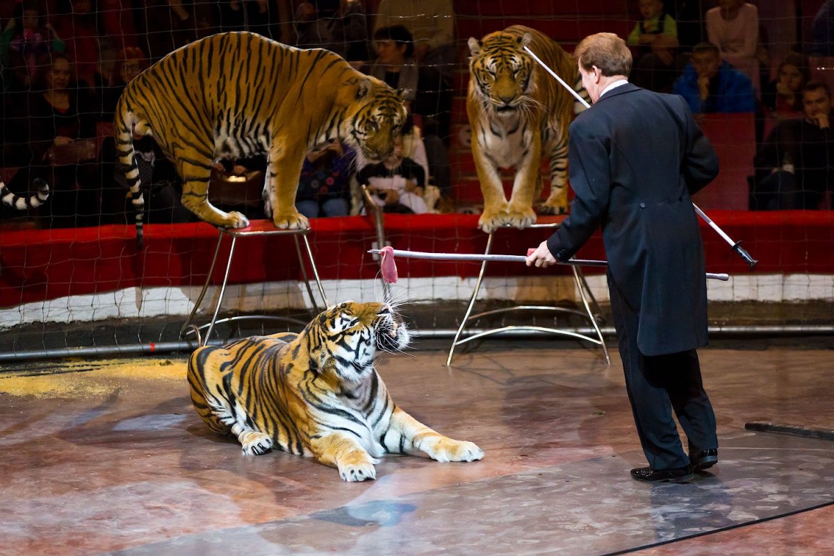 Королевские тигры Суматры