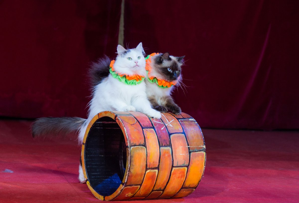 Дрессированные коты