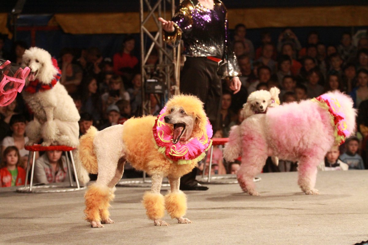 Цирковые собачки