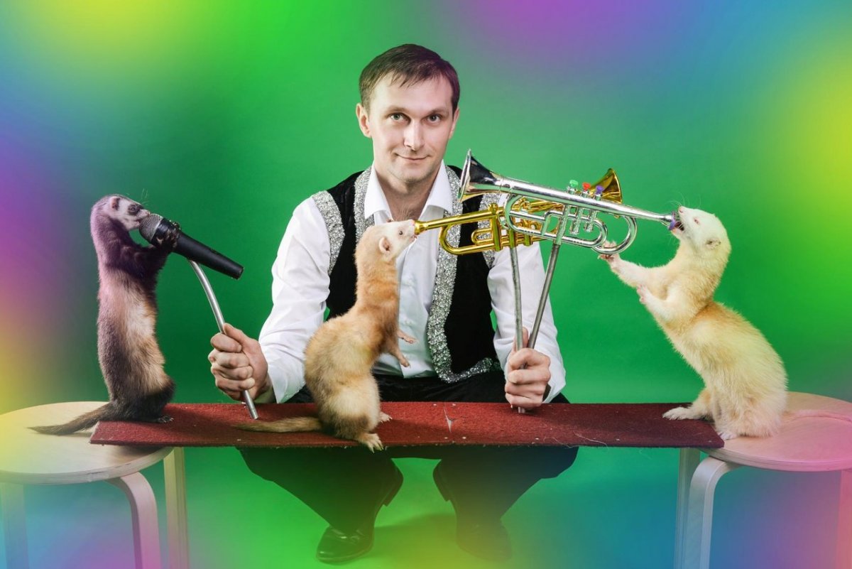 Дрессированные носухи