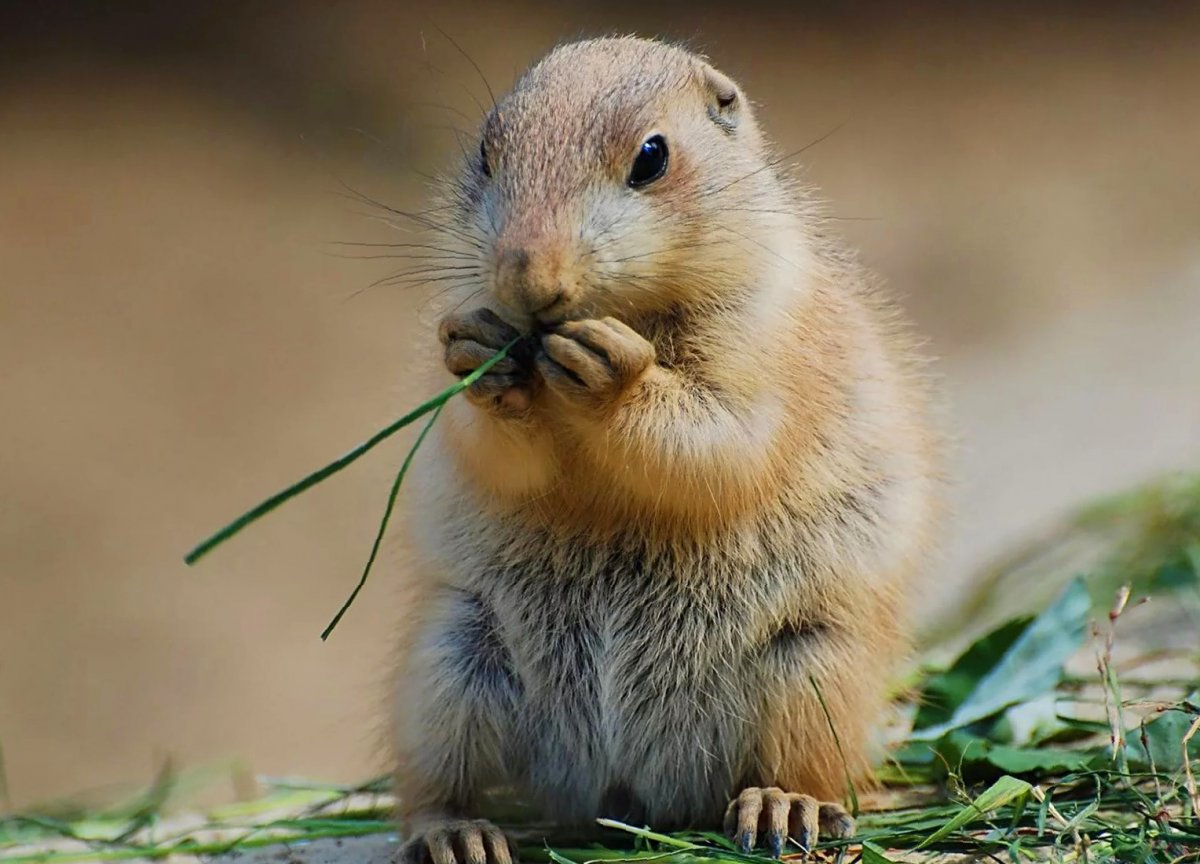 Айдахский суслик