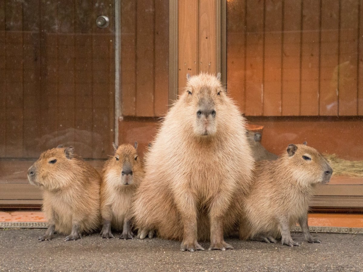 Малая водосвинка и капибара