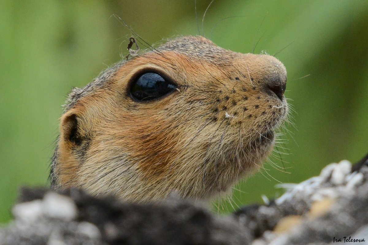 Дикий суслик