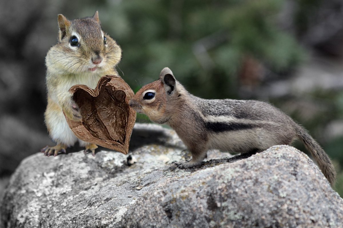 Красивый бурундук