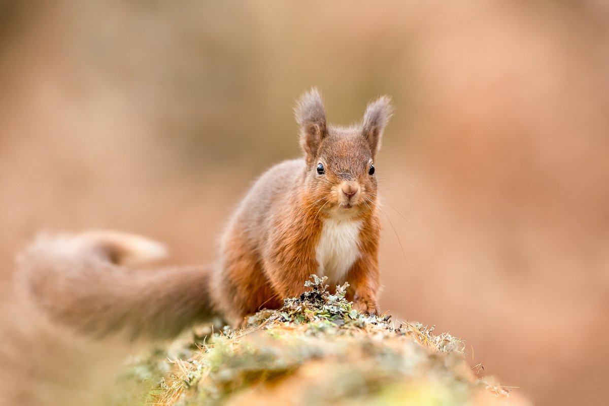 Красивая Белочка