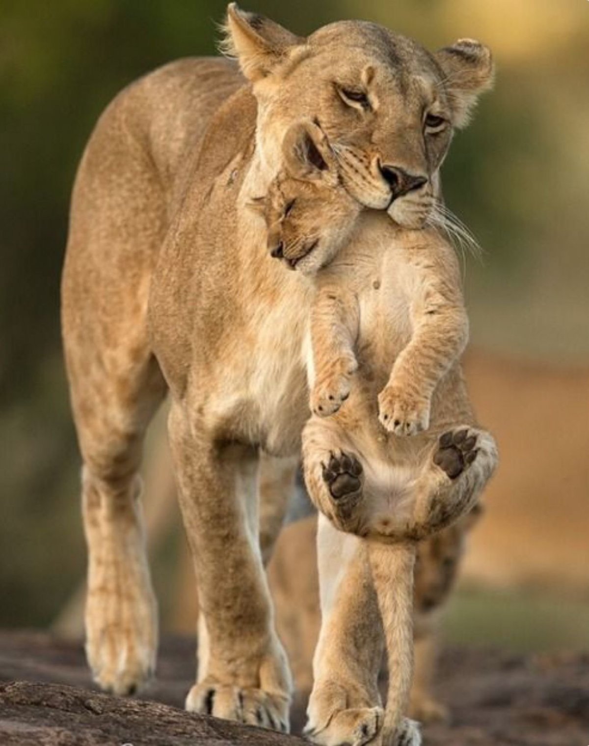 Животные и Детёныши