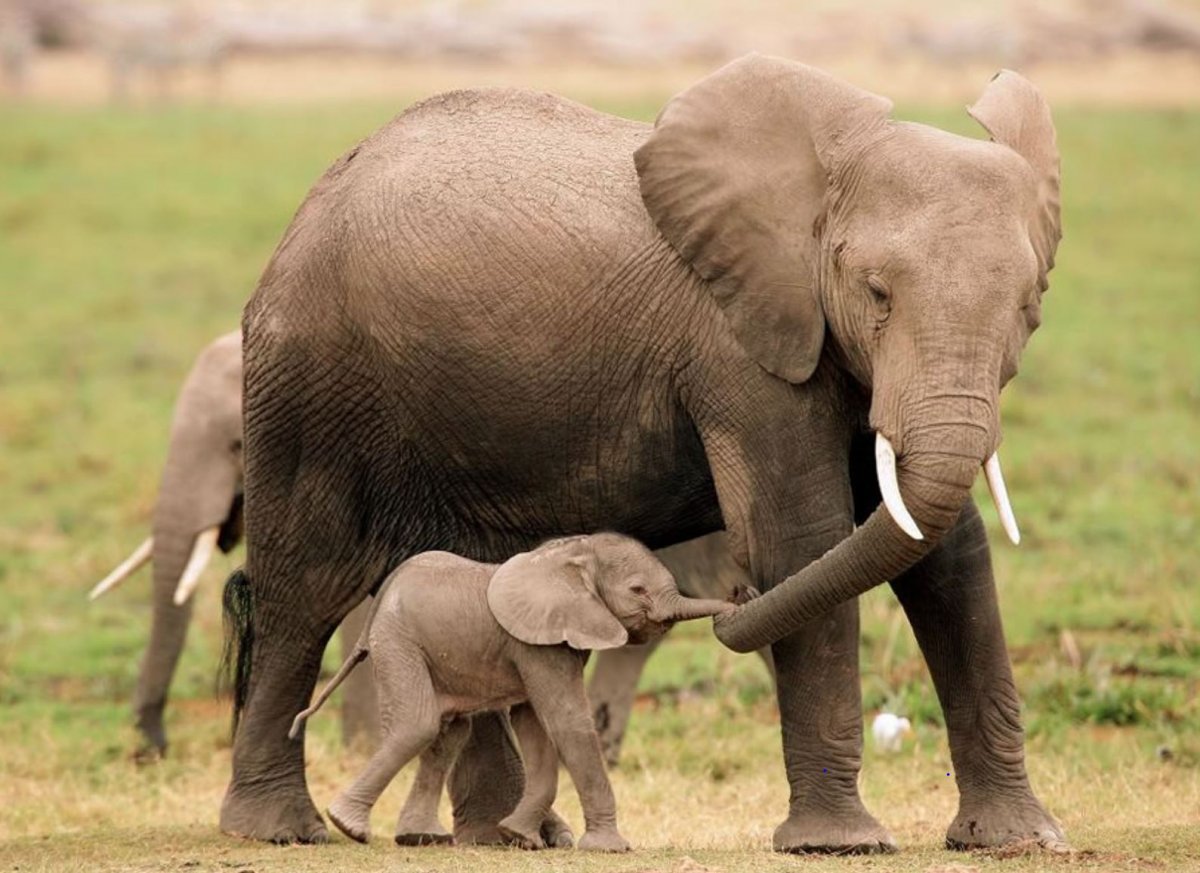 Мамы и Детеныши