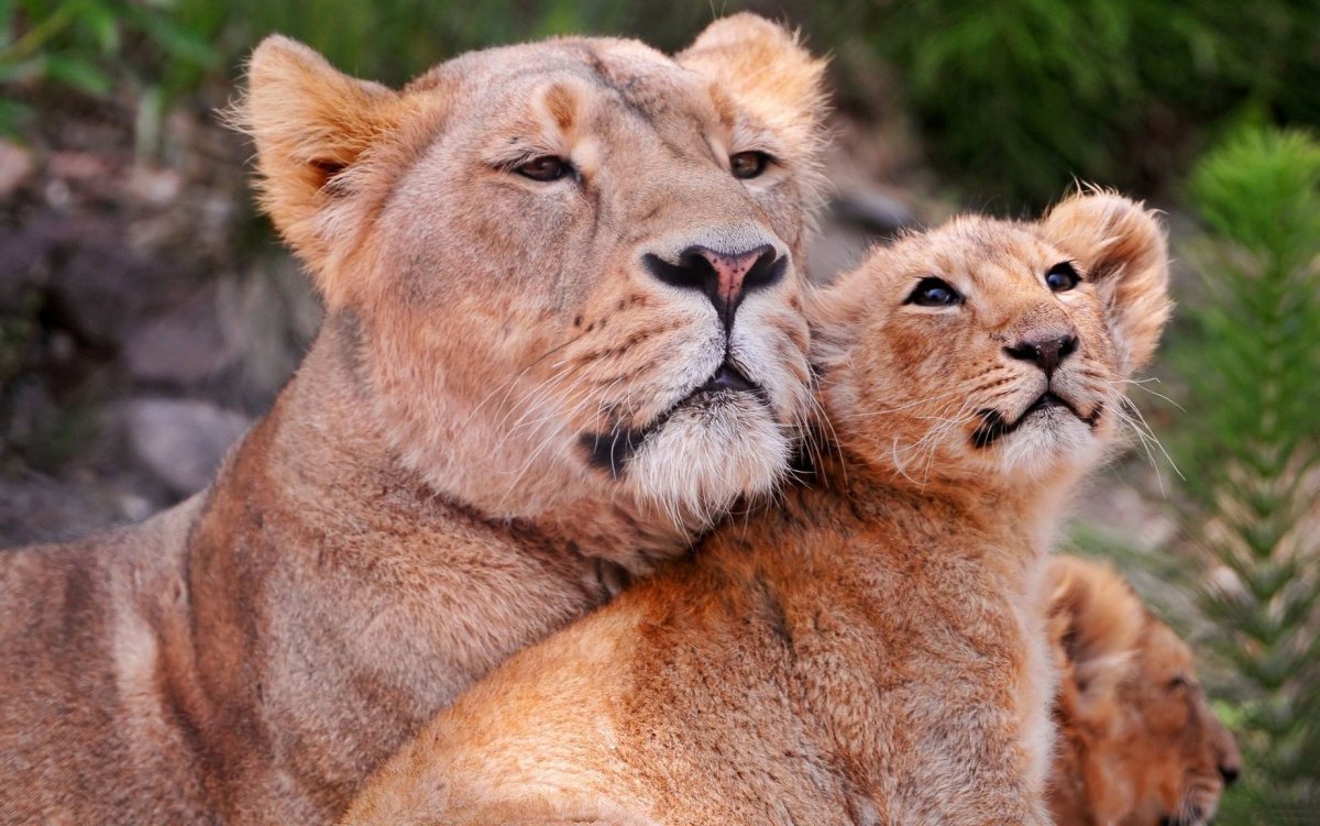 Лев львица и Львенок