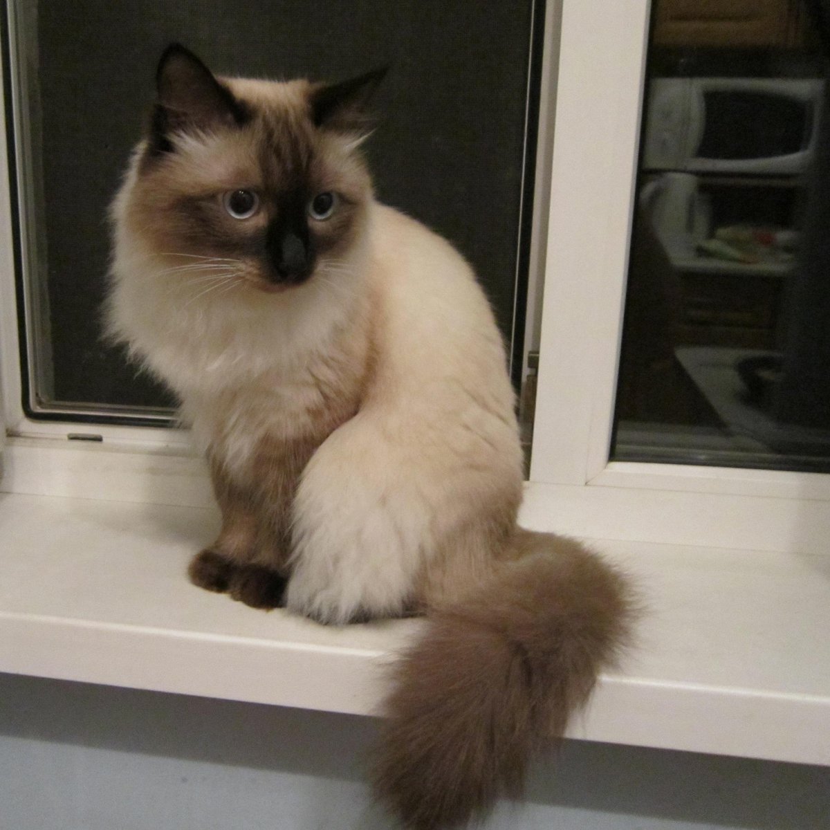 Порода кота дуплоид