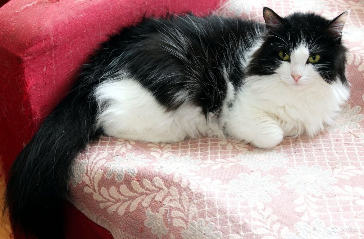 Николай Басков в шубе