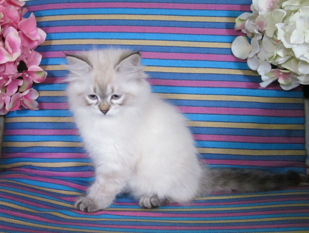 Золотая и серебряная шиншилла