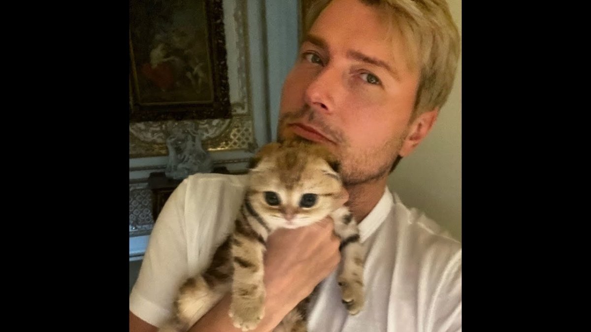 Кошка Николая Баскова Шанель