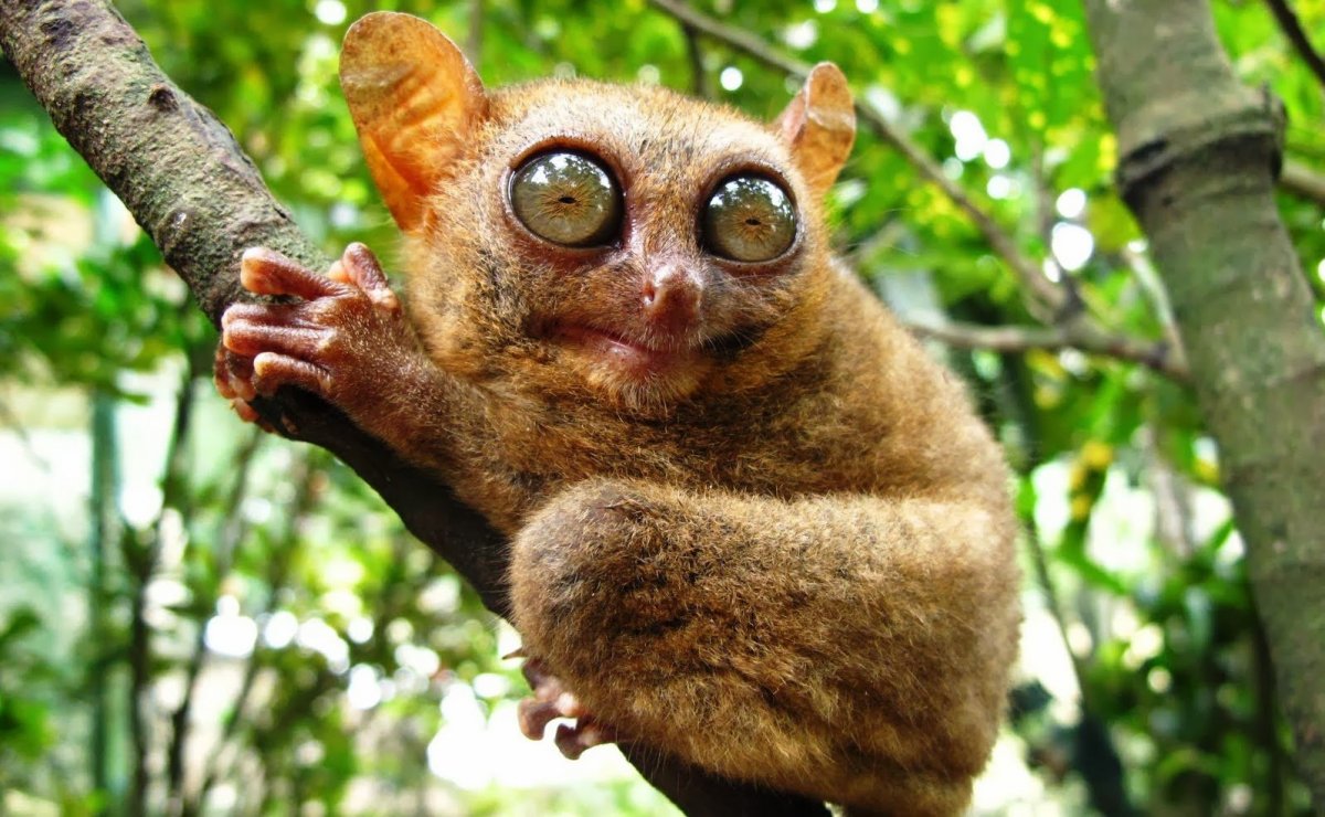 Маймун макаки