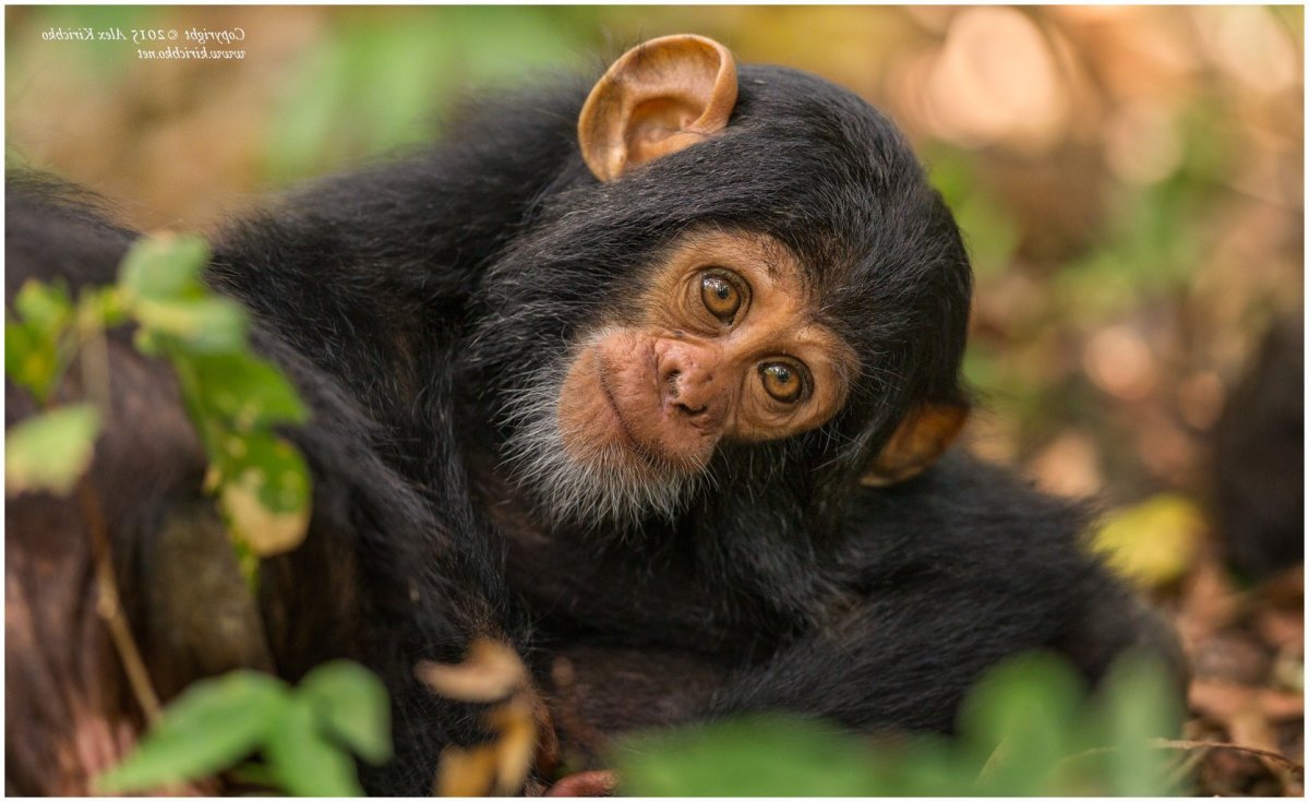 Шимпанзе красивая