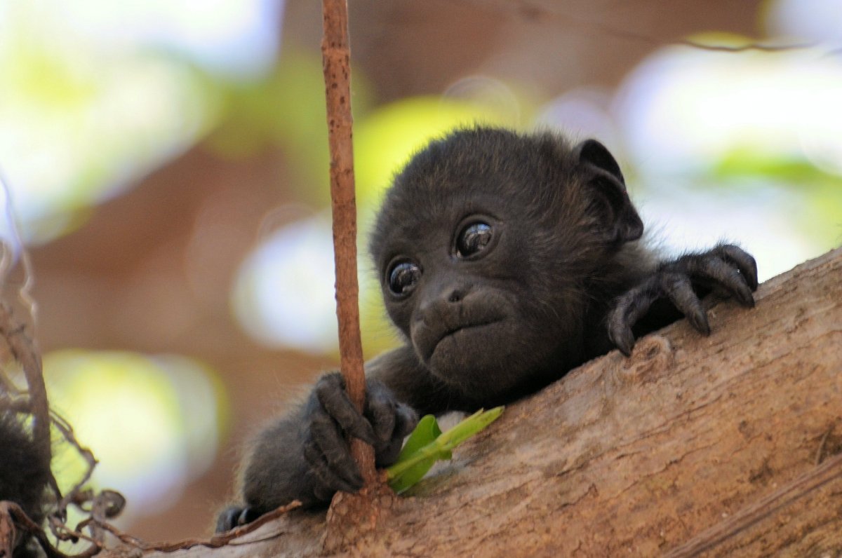 Глаза приматов