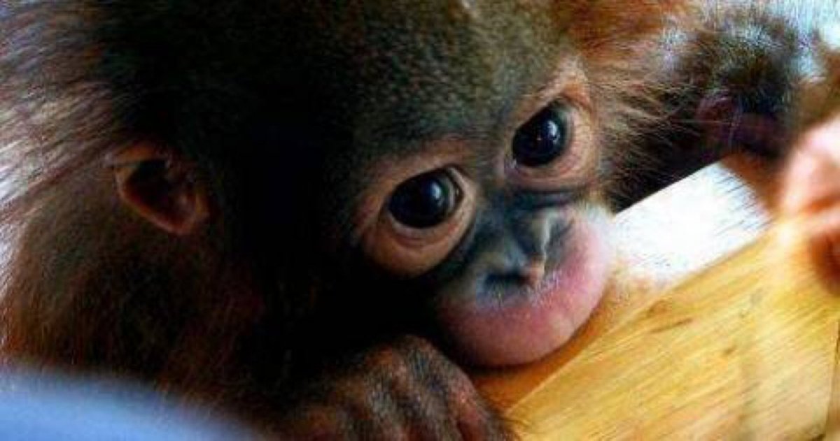 Глаза грустной обезьянки