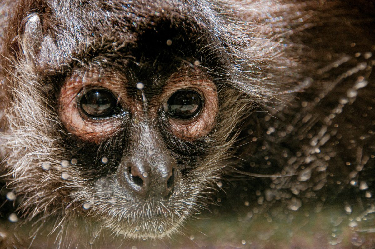 Маймун шимпанзе