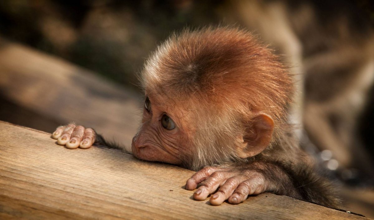 Гривистый тонкотел