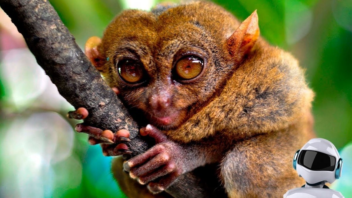 Бохоль Филиппины обезьянки