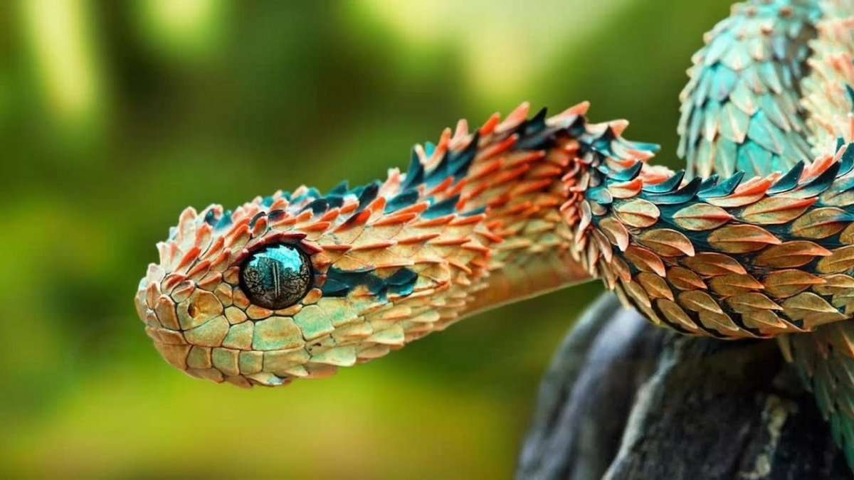 Atheris chlorechis