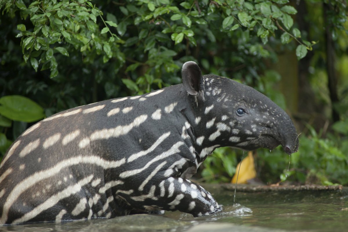 Клетчатый тапир