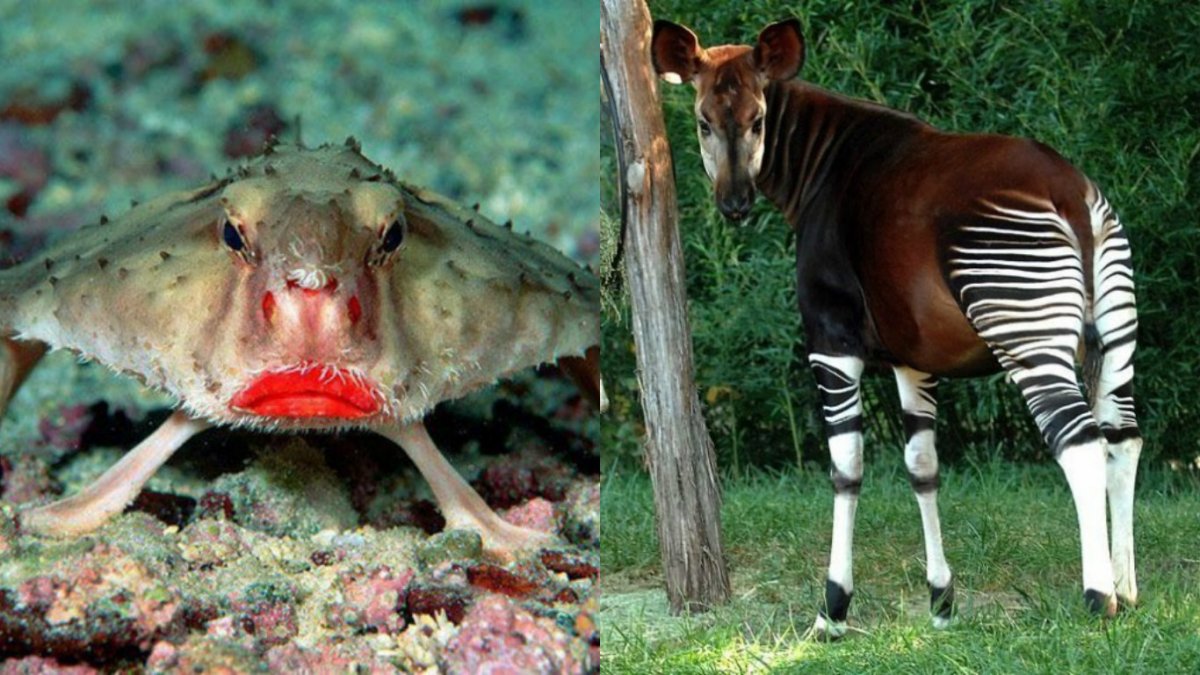 Интересные и необычные животные нашей планеты