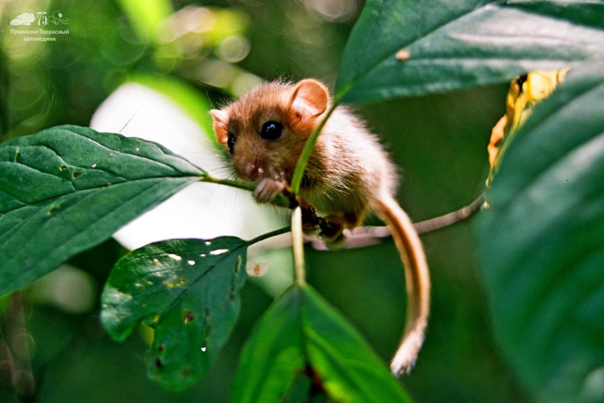 Орешниковая Соня