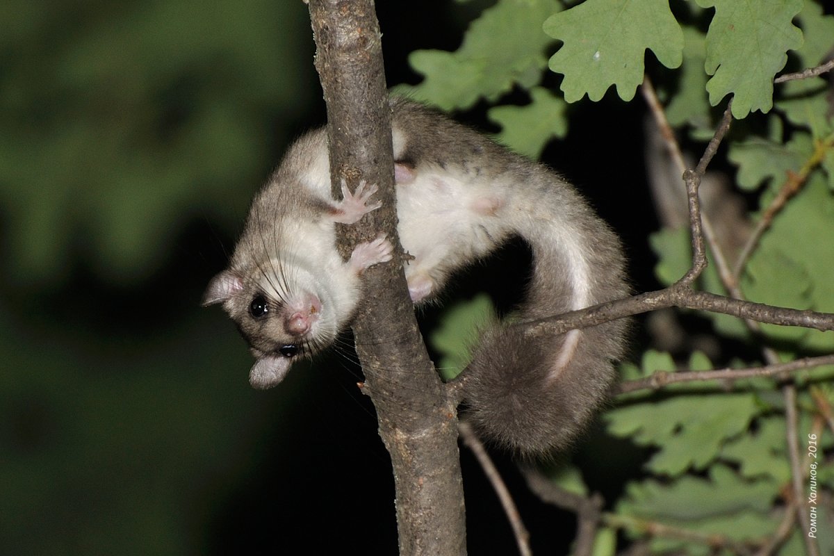 Соня полчок животное