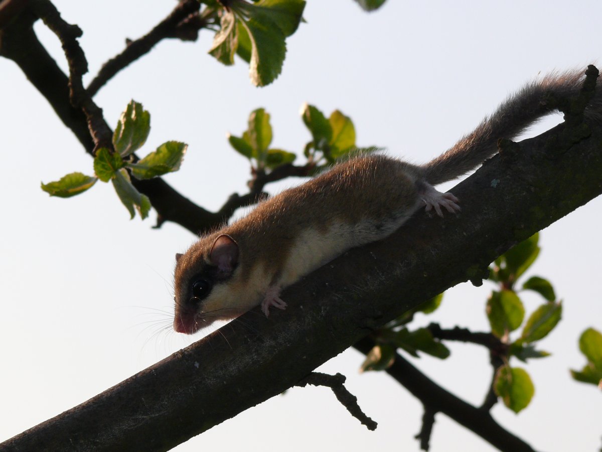 "Dryomys nitedula" Соня Лесная