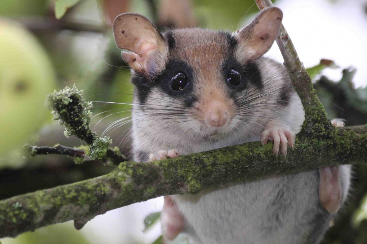 Садовая Соня eliomys quercinus (Linnaeus, 1766)