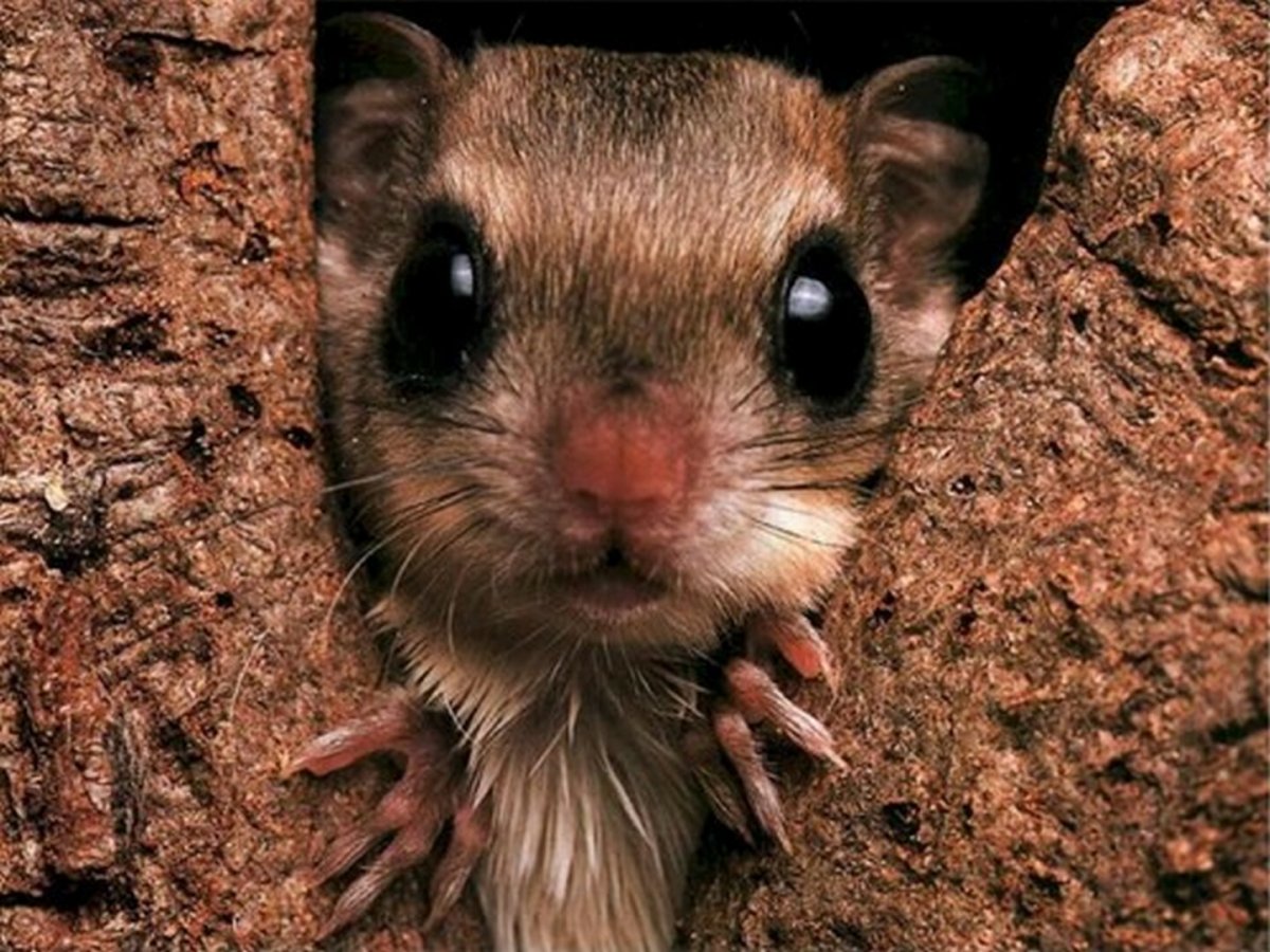 Мышка с большими глазами