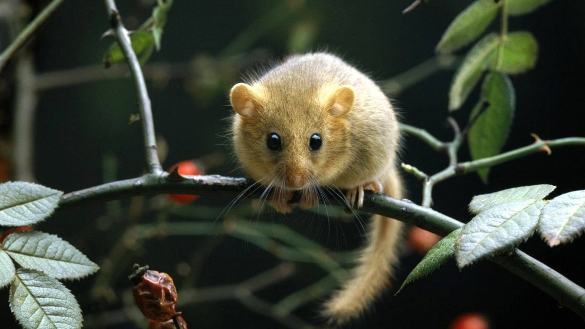 Зверек орешниковая Соня