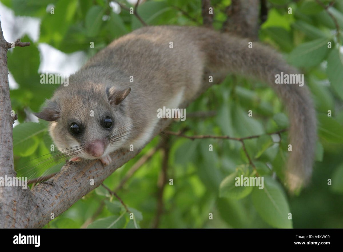 Грызун Соня полчок