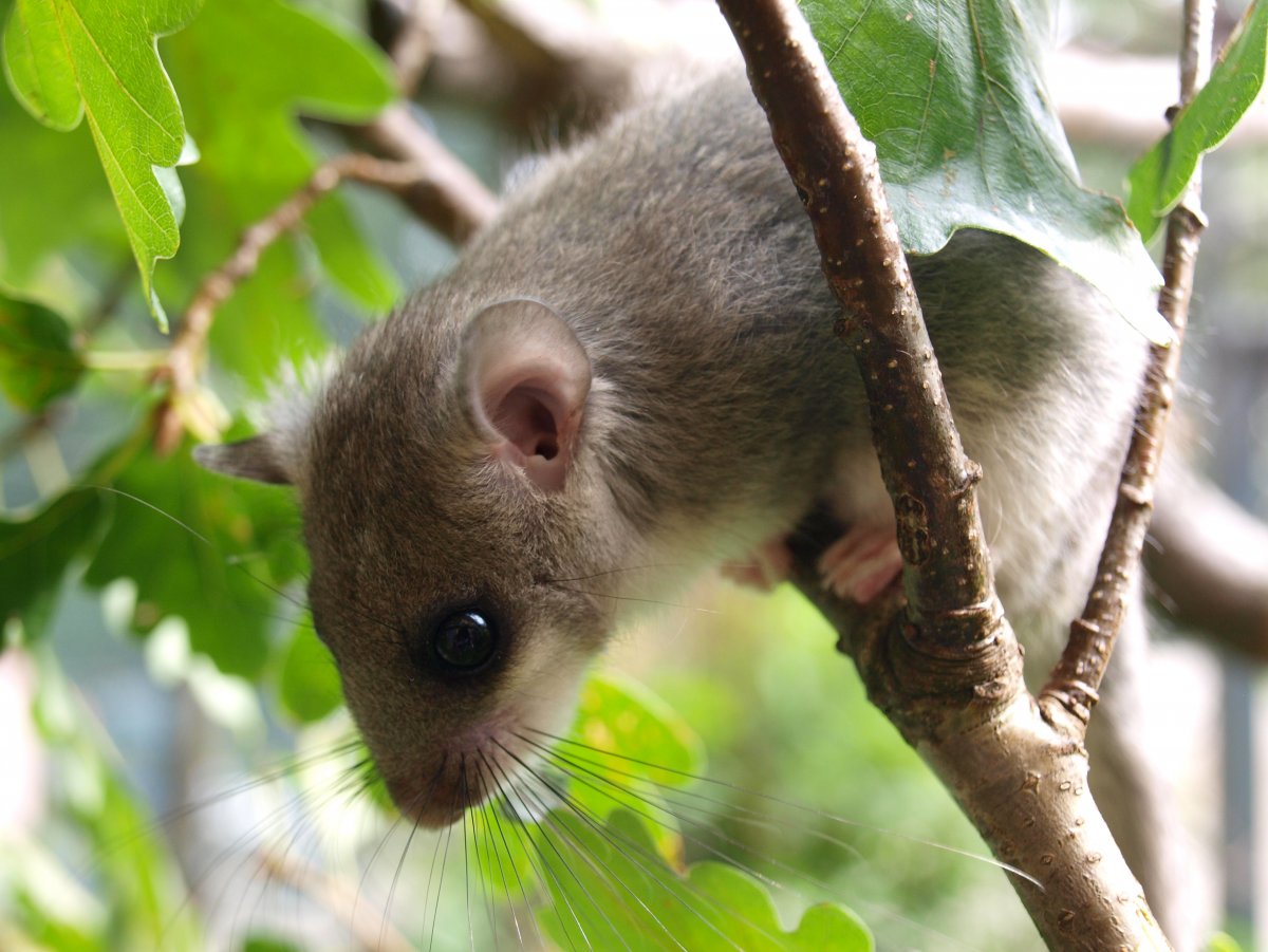 Соня полчок животное