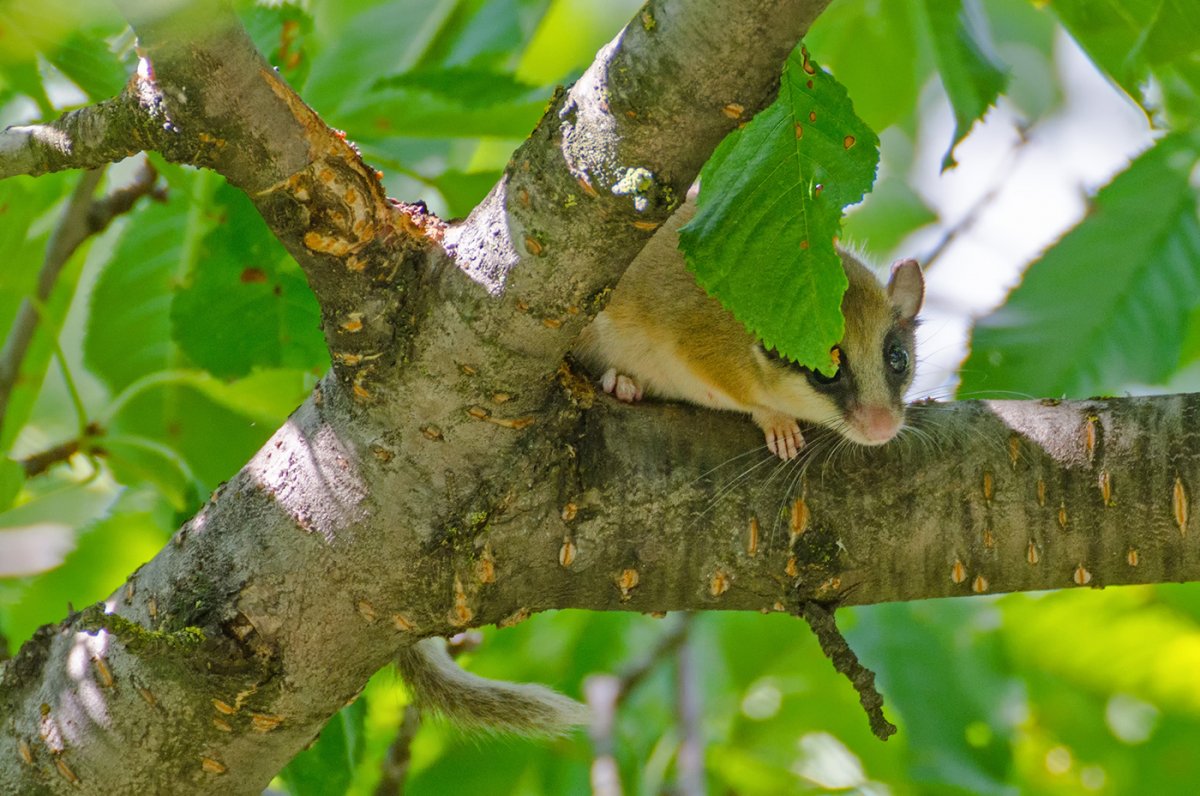 Животное Соня Лесная