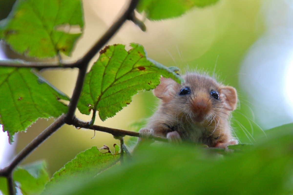 Соня животное